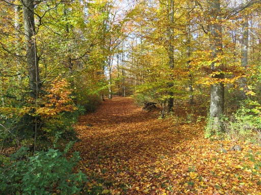 Das Gelände des Waldkindergartens.